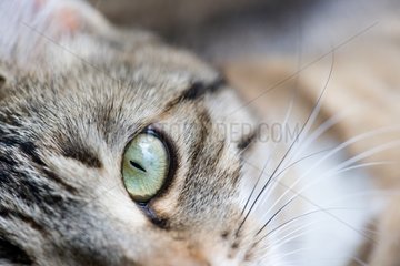 Cat's eyes France