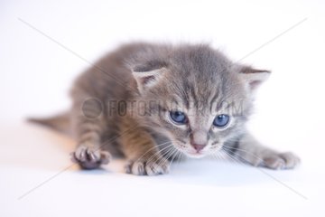 Tabby kitten on white background France