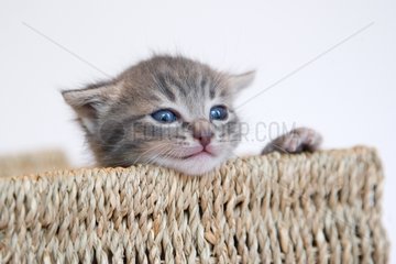 Tabby kitten in a basket made of rope on white background