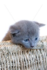 Gray kitten in a basket made of rope on white background