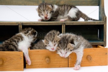 Tabby and white kittens in drawers wooden France