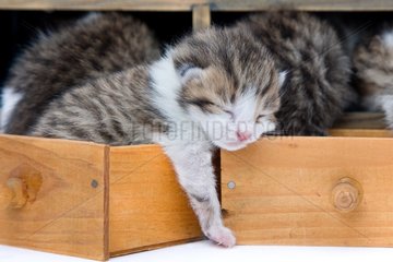 Tabby and white kittens in drawers wooden France