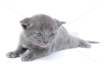 Grey kitten lying on white background France
