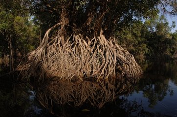 Aerial roots of a tree in Asia