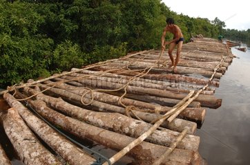 Illegal logging in Asia