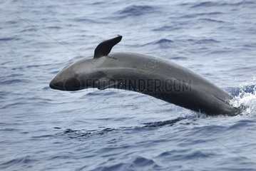 Breaching of a false killer whale Azores