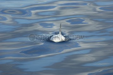 Head on view of a Risso's dolphin in a silky sea Azores
