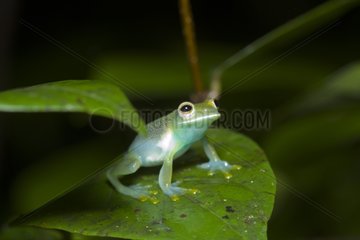 Glass frog in the Manuel Antonio NP Costa Rica