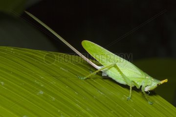 Grasshopper in the Manuel Antonio NP Costa Rica