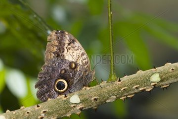Owl butterfly in the Manuel Antonio NP Costa Rica