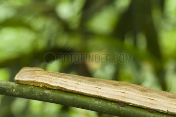 Owl butterfly caterpillar in forest Costa Rica
