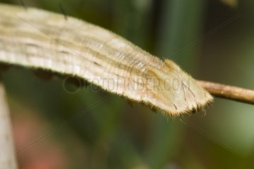 Closeup of a Owl butterfly caterpillar in forest Costa Rica