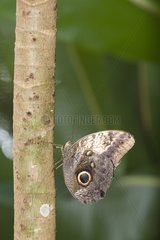 Owl butterfly in the Manuel Antonio NP Costa Rica