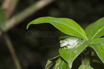 Glass frog in the Manuel Antonio NP Costa Rica