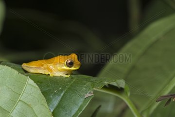 Tree frog in the Manuel Antonio NP Costa Rica