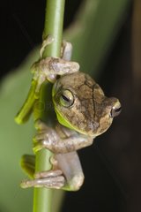 Gladiator Frog in the Manuel Antonio NP Costa Rica