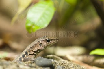 Portrait of a lizard in the Manuel Antonio NP Costa Rica
