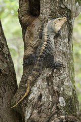 Black Iguana on a log Manuel Antonio NP Costa Rica