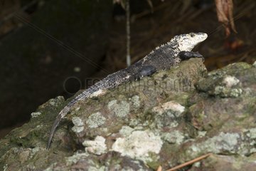 Black Iguana in the Manuel Antonio NP Costa Rica