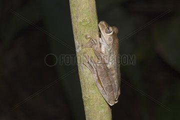 Gladiator Frog in the Manuel Antonio NP Costa Rica