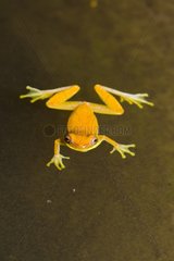 Tree frog in water PN Manuel Antonio Costa Rica