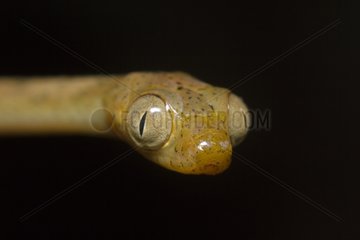 Snake in the Manuel Antonio NP Costa Rica
