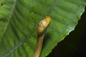 Snake in the Manuel Antonio NP Costa Rica