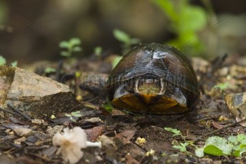Box turtle in the Palo Verde NP Costa Rica