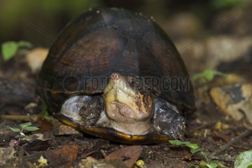 Box turtle in the Palo Verde NP Costa Rica