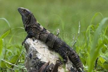 Black Spiny-tailed Iguana in Palo Verde NP Costa-Rica