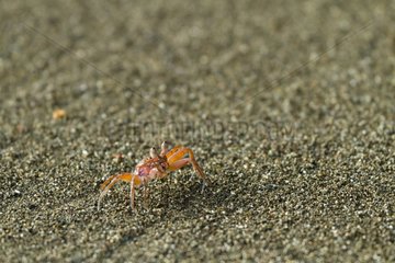 Crab on the sand in the Corcovado NP in Costa Rica
