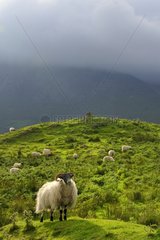 Sheep on the moor Isle of Skye Scotland UK
