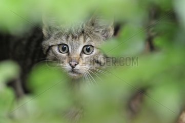 Portrait of young Wild cat Bayerischer Wald Germany