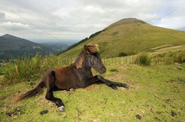 Foal Portok Mountain Basque France