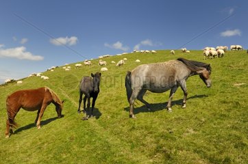 Portoks and Sheep Mountain Basque France