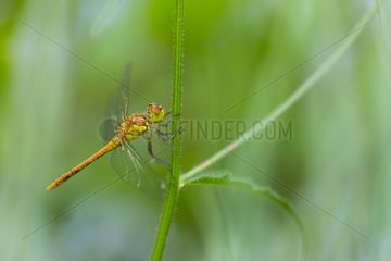 Young male common darter dragonfly on a stem Basque Country Spain