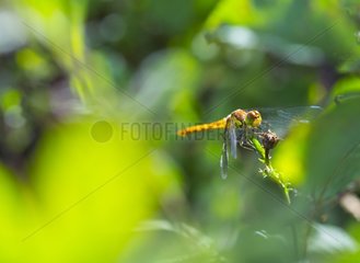Young female common darter dragonfly Basque Country Spain