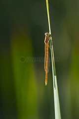 Brown Emerald Damselfly male on a rod Basque Country Spain