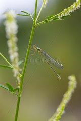 Young female Green Emerald Damselfly Basque Country Spain