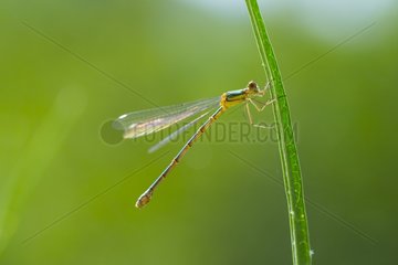 Young female Green Emerald Damselfly Basque Country Spain