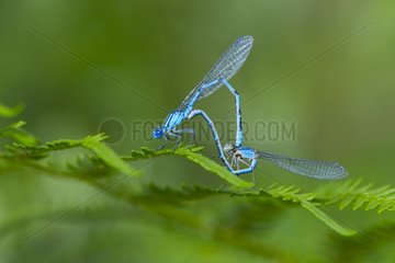 Common Blue Damselfly mating Basque Country Spain