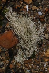 Coral weed stranded on the shore Brittany France