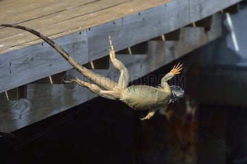 Green iguana throwing a pontoon Saint Martin Antilles
