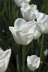 Tulipe triomphe 'White dream'