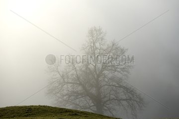 Tree in fog in winter - Franche-Comté France