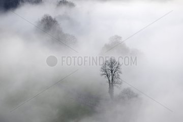 Trees in fog in winter - Franche-Comté France