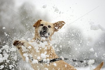 Labrador catching a snowball - France