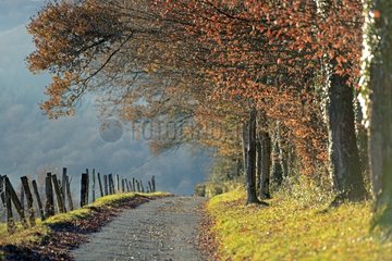 Town road in autumn - Franche-Comté France