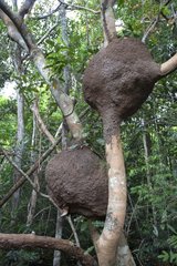 Termite in flooded forest - Rio Negro Amazonas Brazil