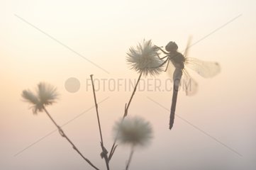 Dragonfly on flowers at dawn - Lorraine France